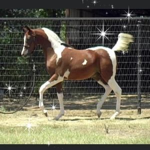 Meet your Posher, Carol